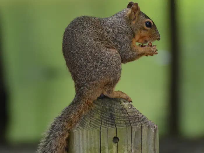 AIRPORT PARK campground