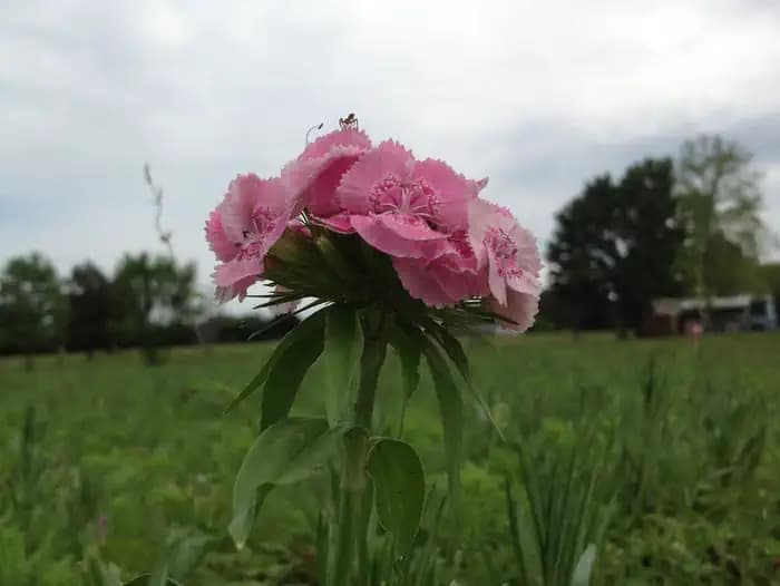 FOSCUE CREEK campground
