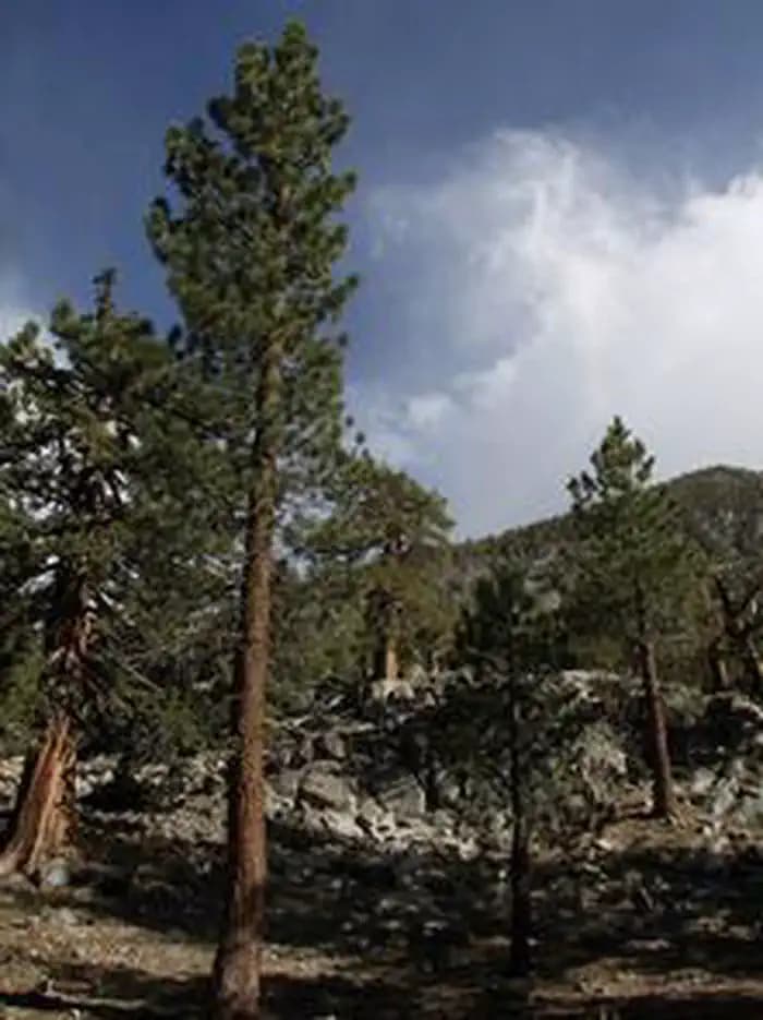 GREEN CREEK GROUP photo 2