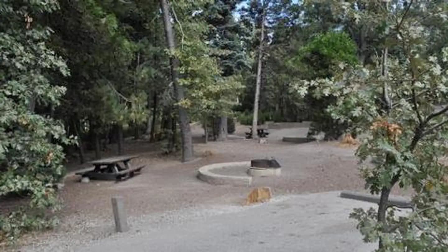 DOGWOOD                                       photo 3