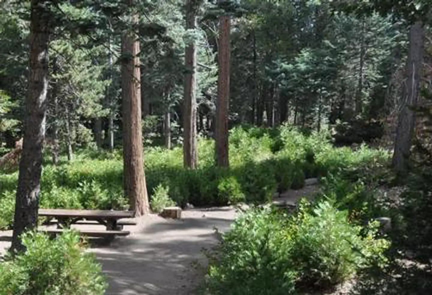 DOGWOOD                                       photo 2