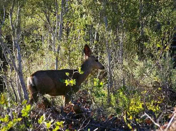 KYLE CANYON PICNIC AREA DAY USE photo 2