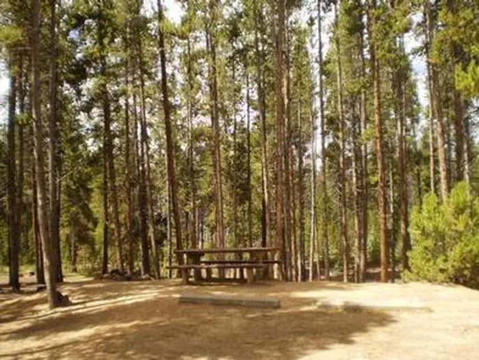 SILVER DOLLAR photo 3