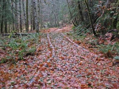 OHANAPECOSH GROUP CAMPGROUND photo 3