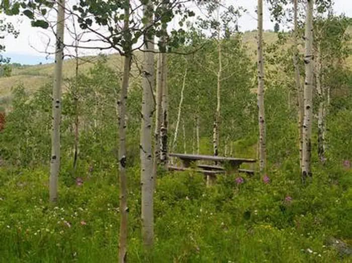 New Fork Lake Campground photo 2