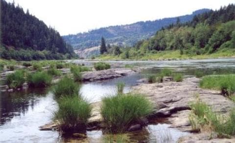 Tyee Campground - Umpqua River photo 3