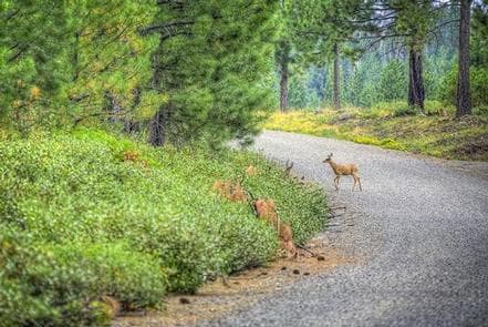 COLD SPRINGS CAMPGROUND (OR) campground