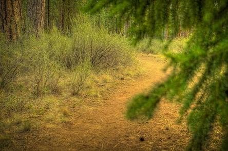 Riverside Campground (Deschutes National Forest, OR) photo 3