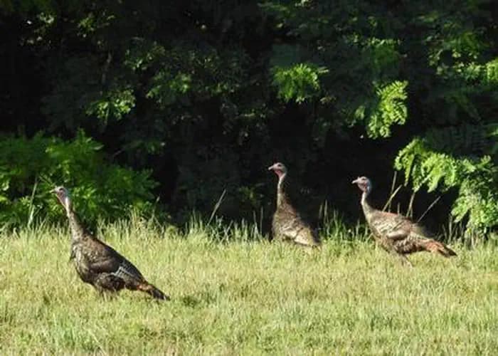 BOB SHETLER PICNIC AREA photo 2