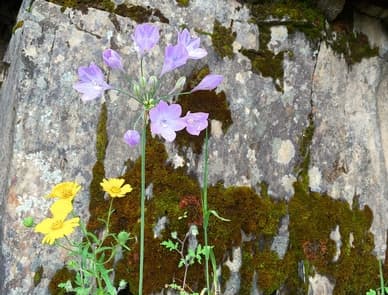 North Fork Primitive Camp campground