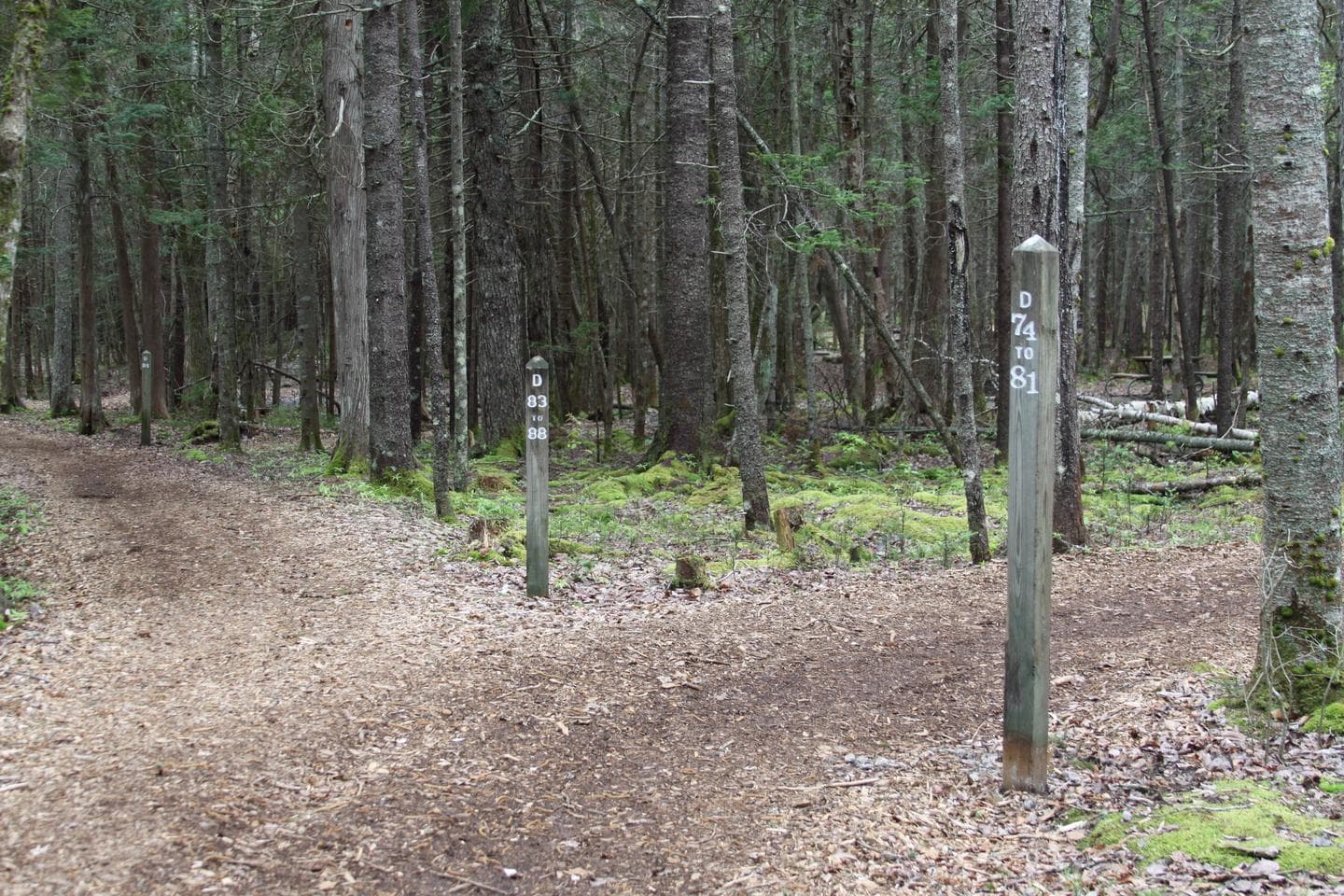 SEAWALL CAMPGROUND photo 3