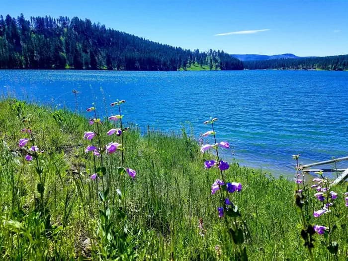 WHITETAIL campground