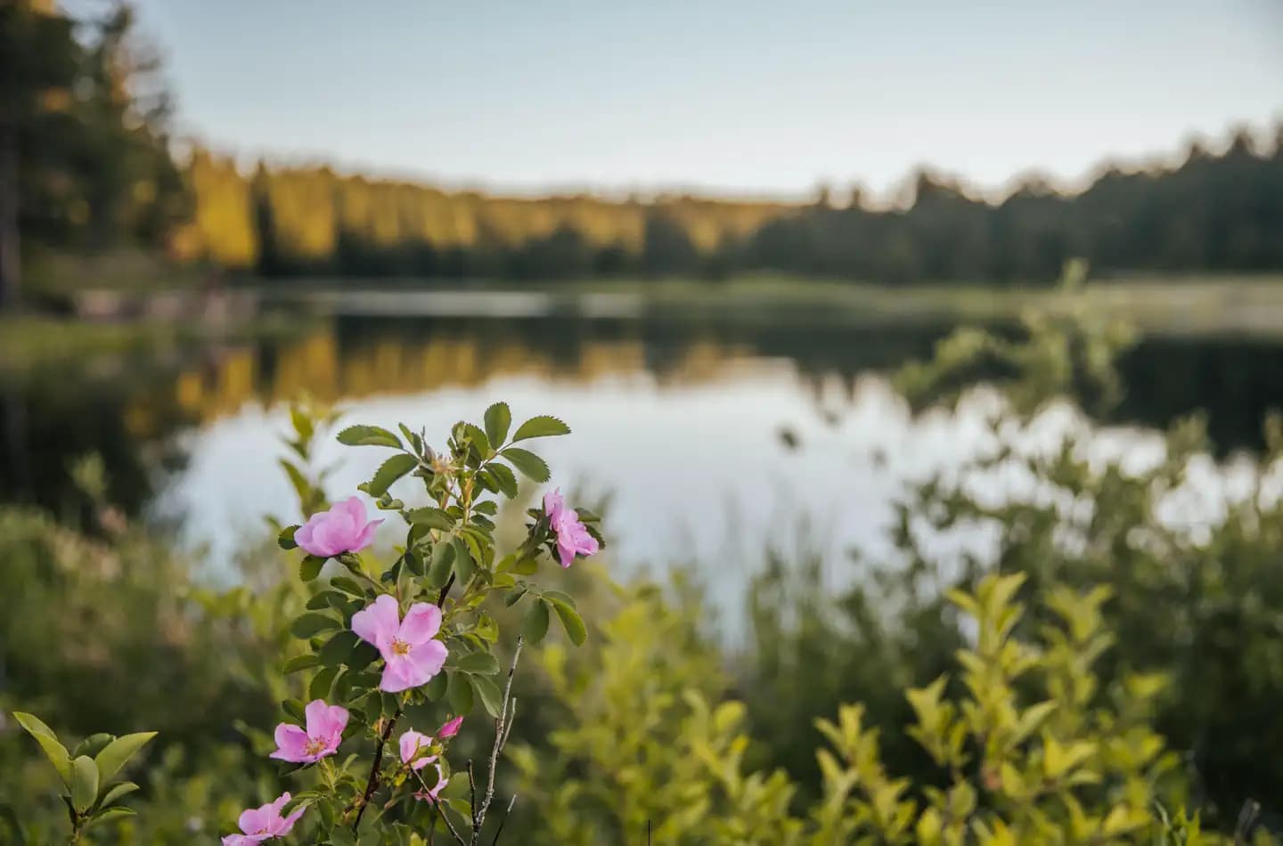 ROUBAIX LAKE photo 3
