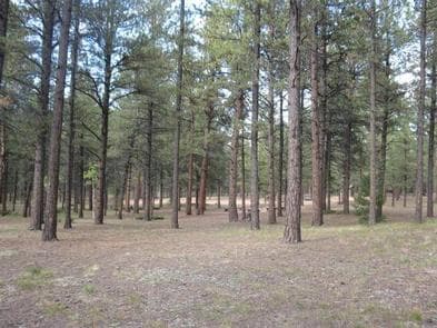 RED ROCKS GROUP CAMPGROUND photo 3