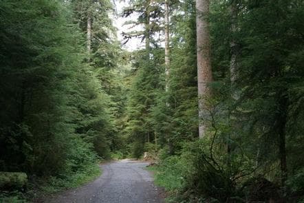 Wiley Creek Group Camp photo 3