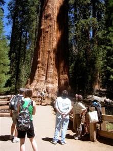 Lodgepole Campground-Sequoia and Kings Canyon National Park photo 3