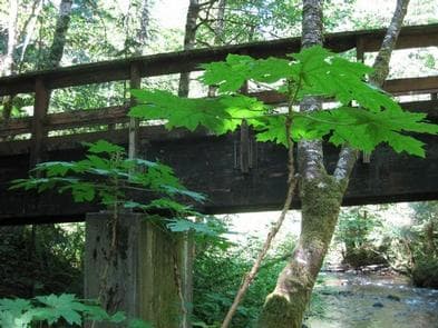 CAMP CREEK campground