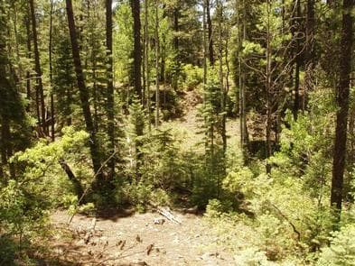 East Fork Campground (San Juan NF - CO) photo 3