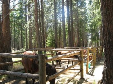 SHEEP SPRINGS HORSE CAMP photo 3