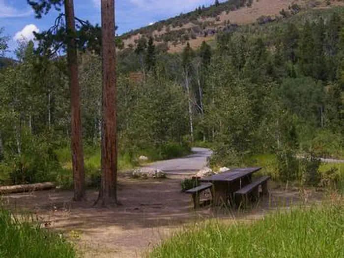 PORCUPINE (ID) photo 2