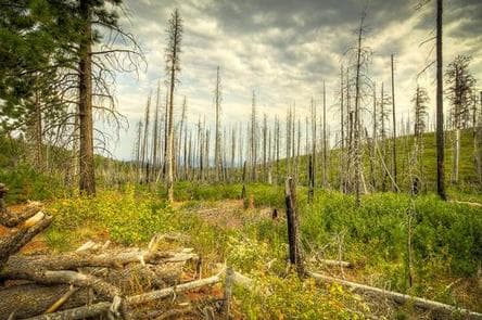 Whispering Pines Horse Camp campground